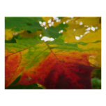 Colors of the Maple Leaf Autumn Nature Photography Poster