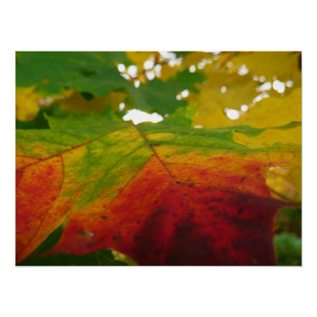Colors of the Maple Leaf Autumn Nature Photography Poster (Front)