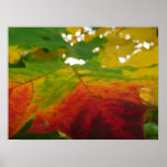 Colors of the Maple Leaf Autumn Nature Photography Poster
