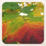 Colors of the Maple Leaf Autumn Nature Photography Square Paper Coaster
