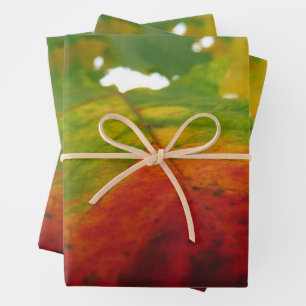 Colors of the Maple Leaf Autumn Nature Photography Wrapping Paper Sheets