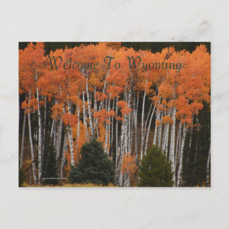Colors Of The Tetons Postcard