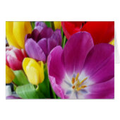 colors of tulips (Front Horizontal)