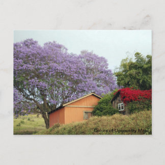 Colors of Up Country Maui Postcard
