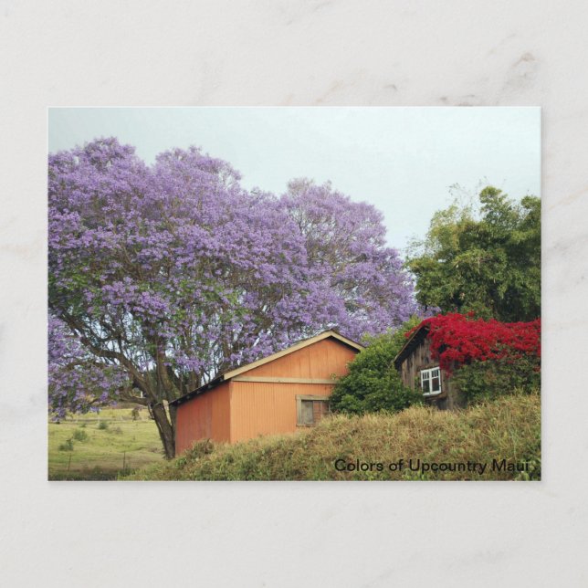 Colors of Up Country Maui Postcard (Front)