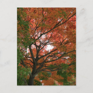Colors Postcard
