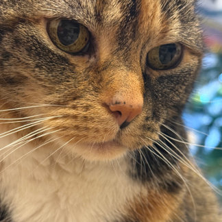 Colour Photo Of Cat Relaxing Card