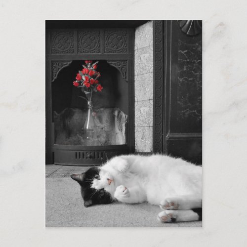 Colour Splash Cat Postcard