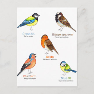 Colourful garden birds postcard