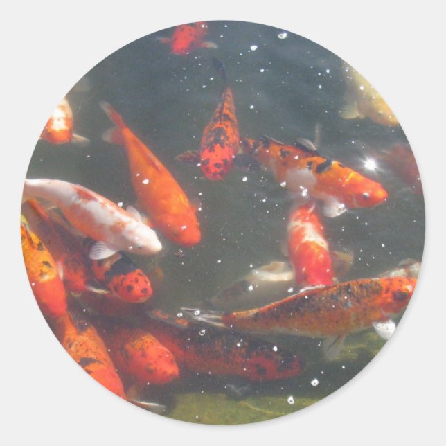 Colourful Koi Fish In a Pond Classic Round Sticker (Front)