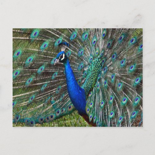 Colourful male peacock postcard