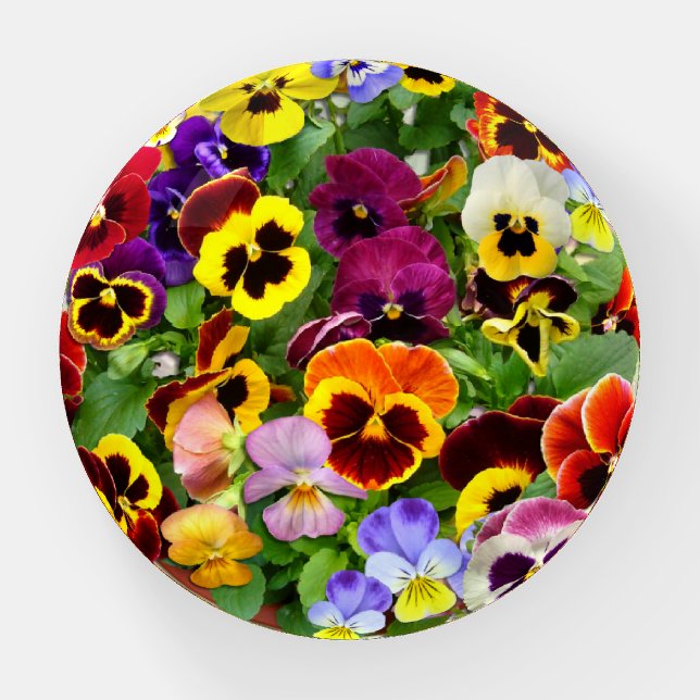 Colourful Pansy Display Paperweight (Front)