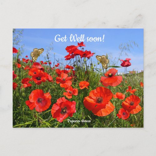 Colourful Red Poppy Field Get Well Wishes Postcard