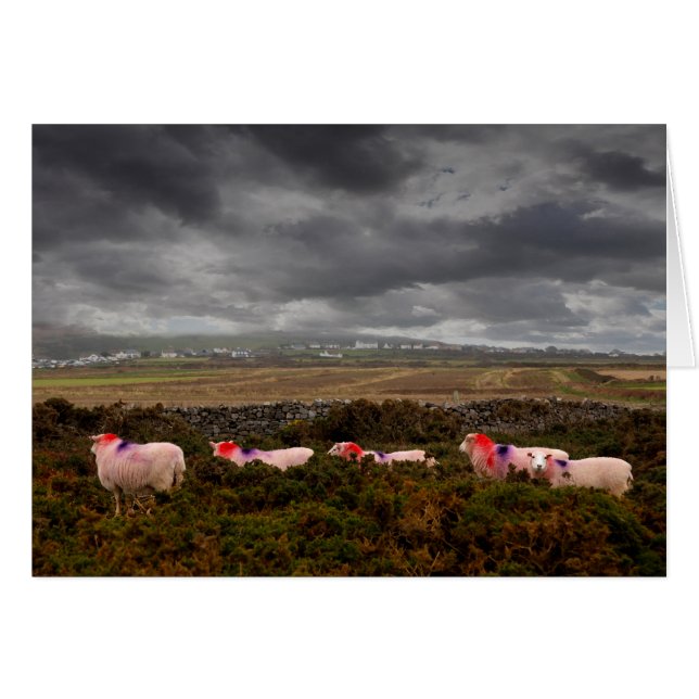 Colourful sheep cards (Front Horizontal)