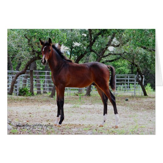 colt, glorydaysphotography (Front Horizontal)