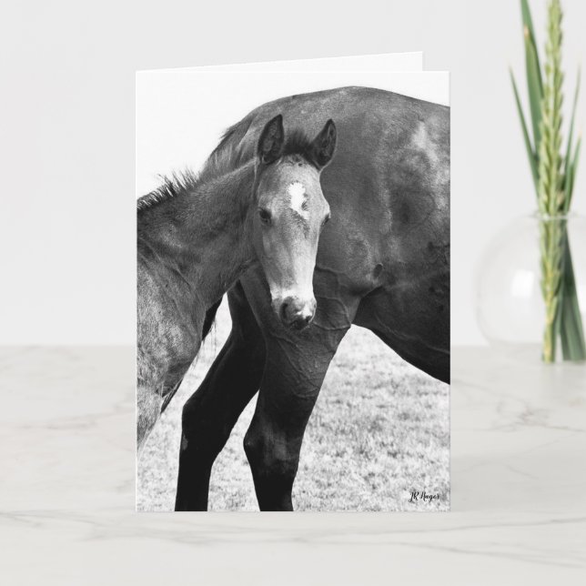 Colt Happy Birthday  Card (Front)