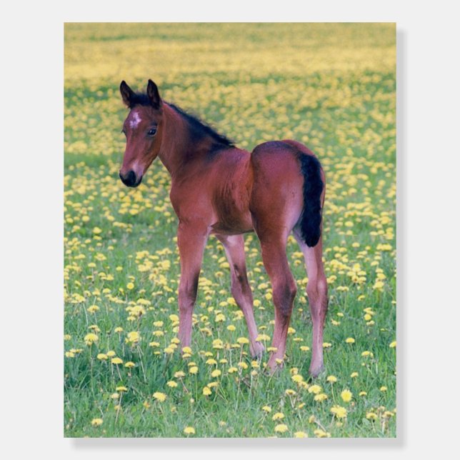 Colt in Dandelion Field Foam Board (Front)
