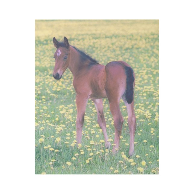 Colt in Dandelion Field Gallery Wrap (Front)