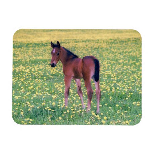 Colt in Dandelion Field Magnet