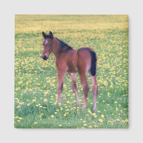 Colt in Dandelion Field Magnet