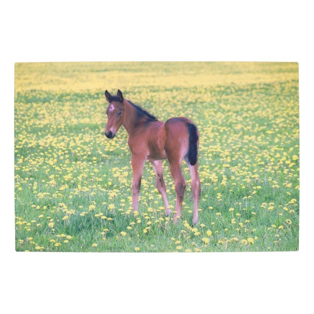 Colt in Dandelion Field Metal Print (Front)