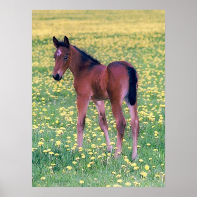 Colt in Dandelion Field Poster (Front)