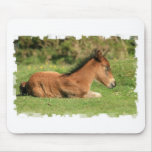 Colt Resting in Grass Mouse Pad