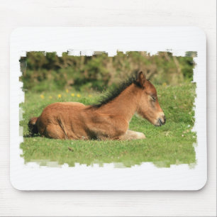 Colt Resting in Grass Mouse Pad