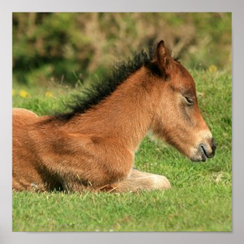 Colt Resting In Grass Print by HorseStall at Zazzle