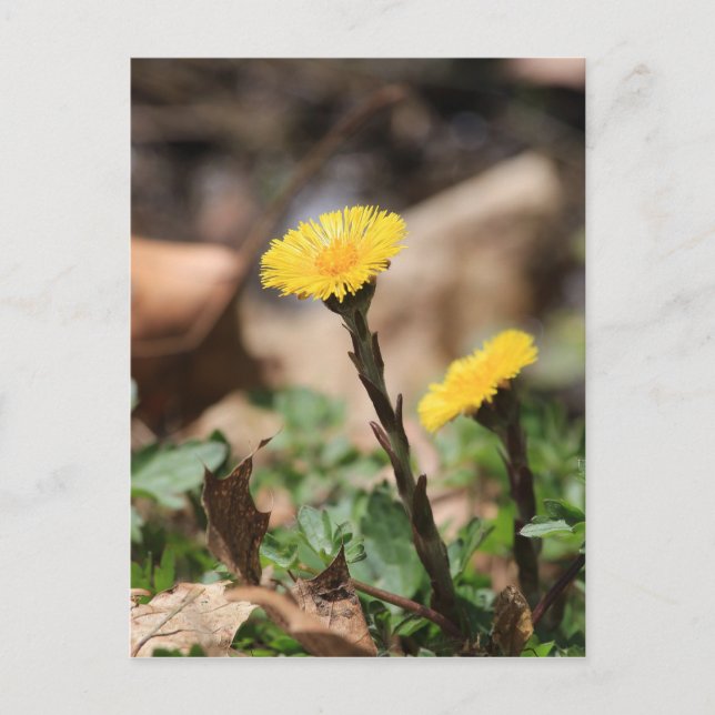 Coltsfoot Postcard (Front)