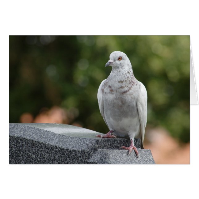 Columba livia domestica cards (Front Horizontal)