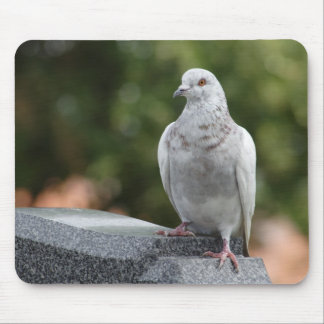 Columba livia domestica mouse pad