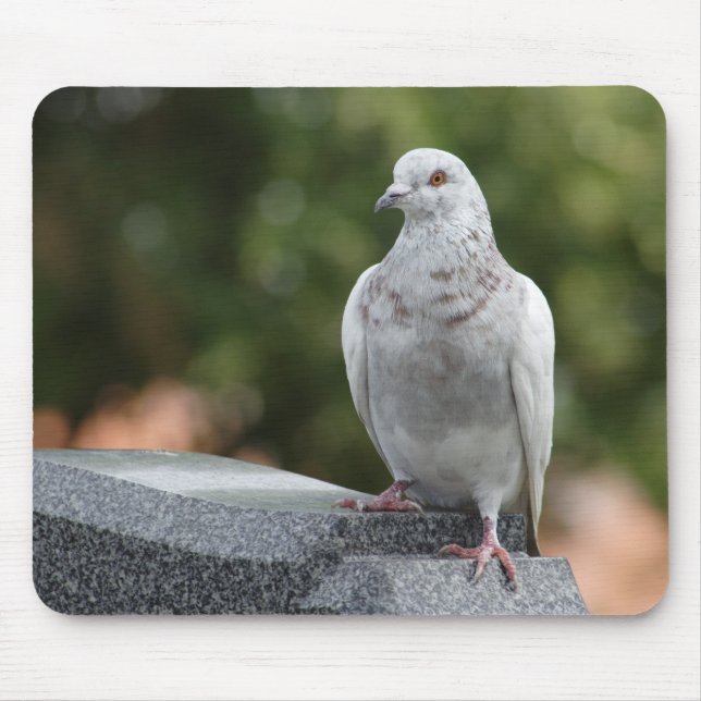 Columba livia domestica mouse pad (Front)