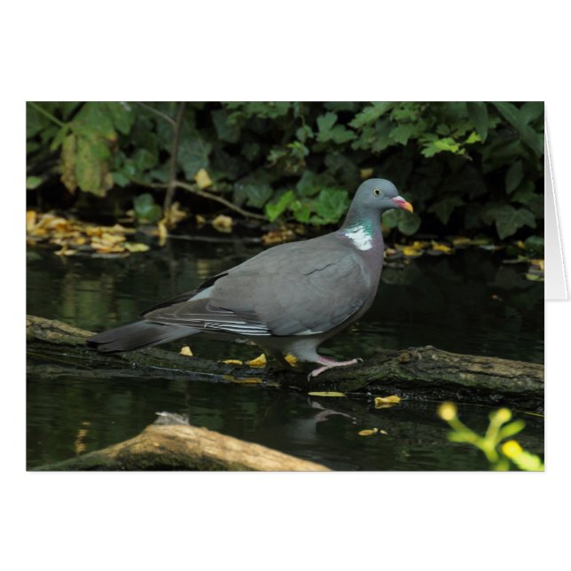 Columba palumbus cards (Front Horizontal)
