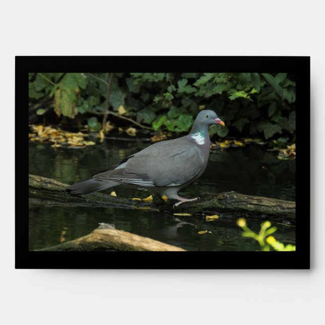 Columba palumbus envelope (Front)