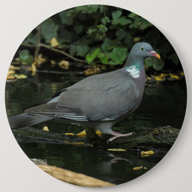 Columba palumbus pinback button (Front)