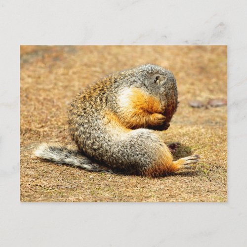 Columbia Ground Squirrel Postcard