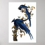 Columbia Jay | John James Audubon Poster at Zazzle