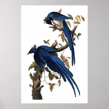 Columbia Jay | John James Audubon Poster by Ladiebug at Zazzle