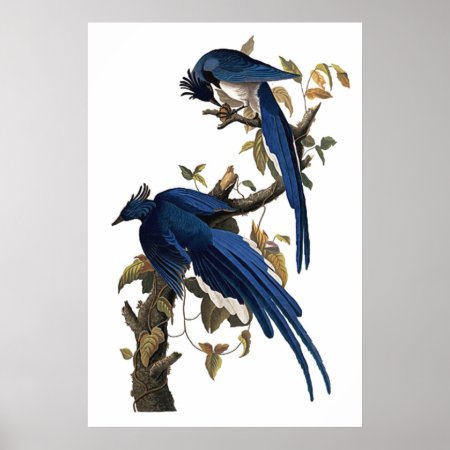 Columbia Jay | John James Audubon Poster