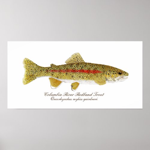 Columbia River Redband Trout Art Poster