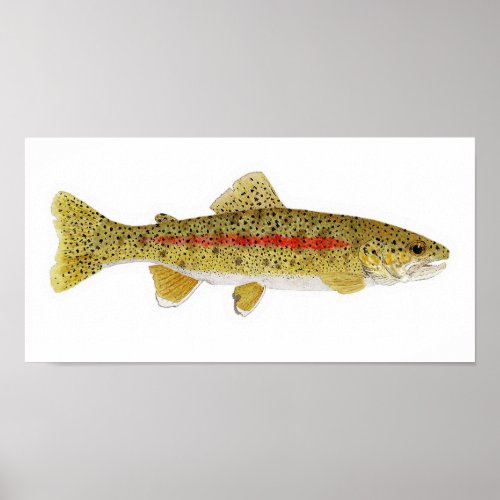 Columbia River Redband Trout Art Print