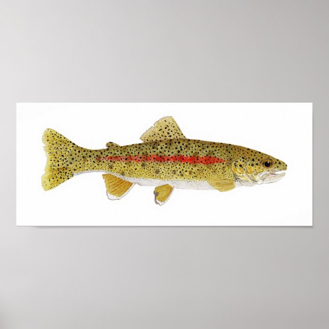 Columbia River Redband Trout Poster (Front)