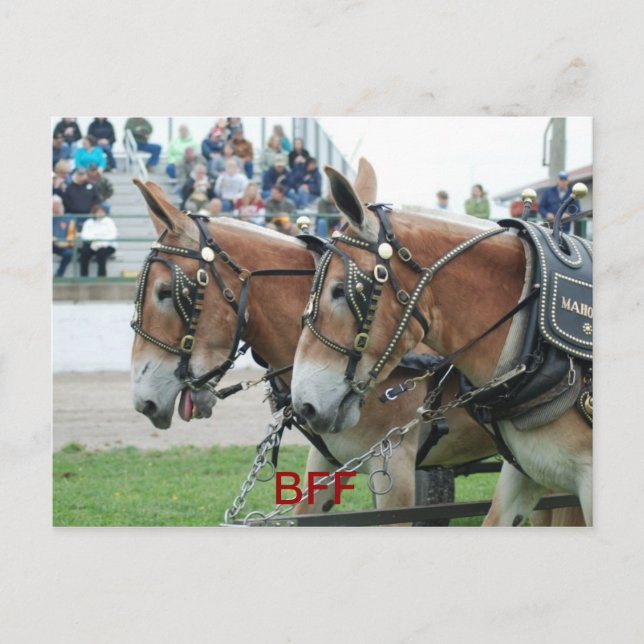 columbia tn postcard (Front)