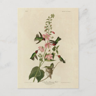 Columbian (Anna's) Humming Bird - Audubon's Birds Postcard