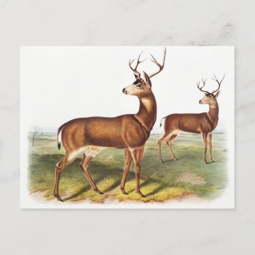 Columbian Black_tailed Deer Cervus Richardsonii Postcard