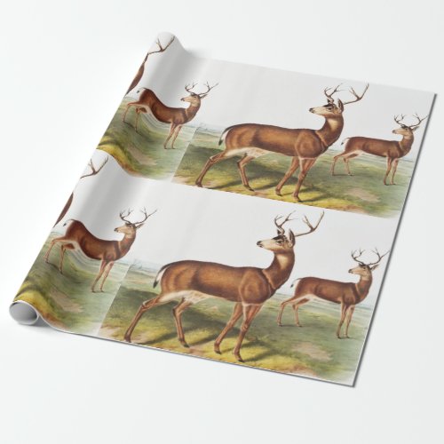 Columbian Black_tailed Deer Cervus Richardsonii Wrapping Paper