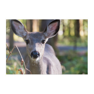 Columbian Black-tailed Doe Washington State Acrylic Print