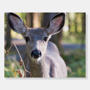 Columbian Black-tailed Doe   Washington State Foam Board