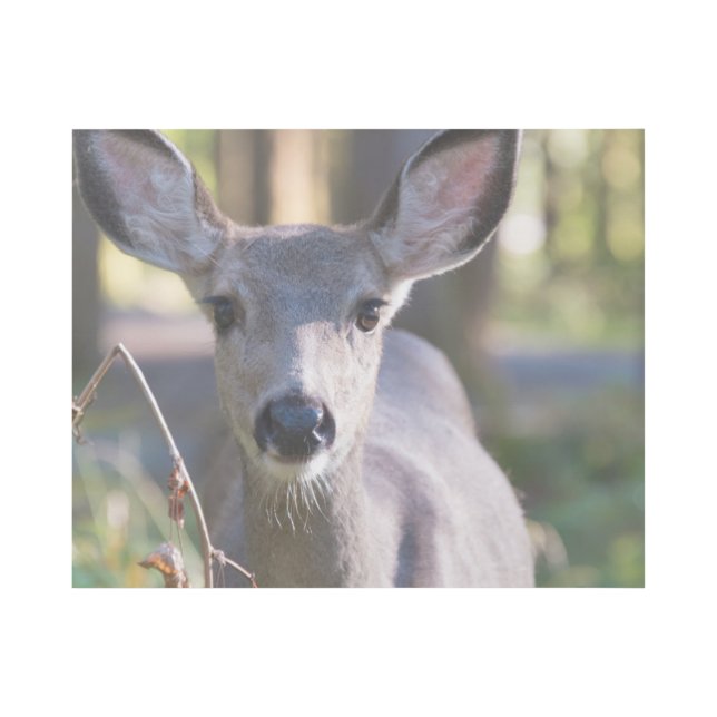 Columbian Black-tailed Doe | Washington State Gallery Wrap (Front)